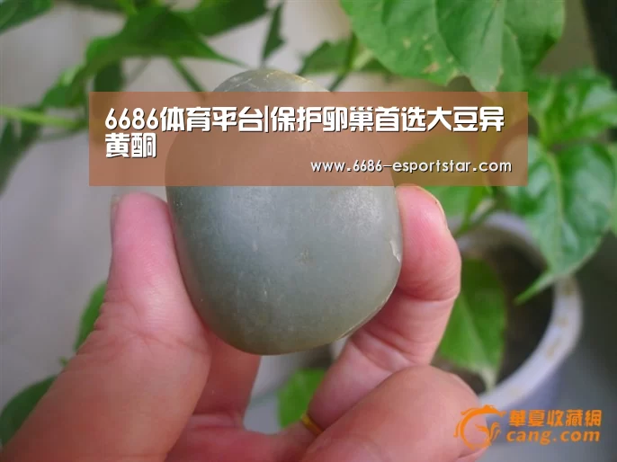6686足球竞猜
